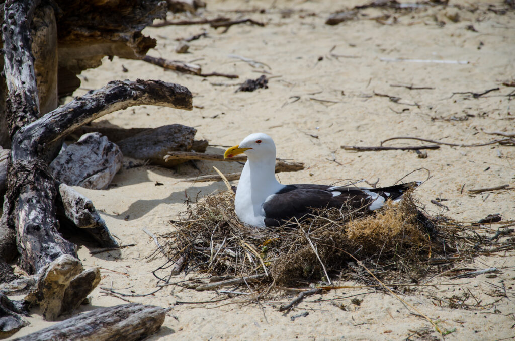 photo-of-seagull-on-dutch-beach