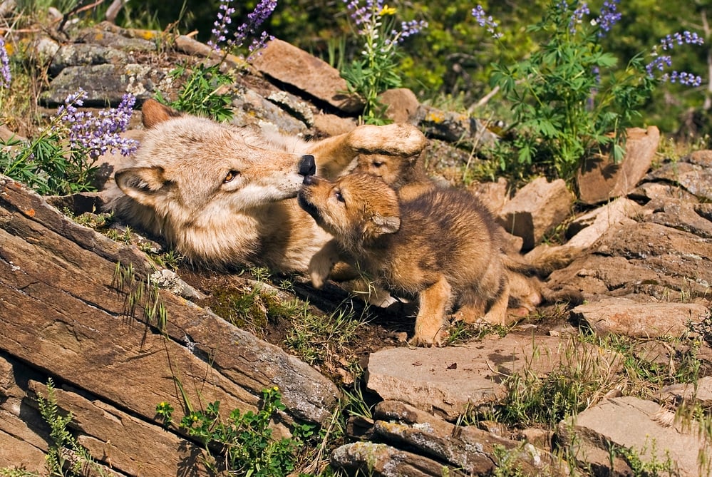photo-of-wolf-cubs-with-mom