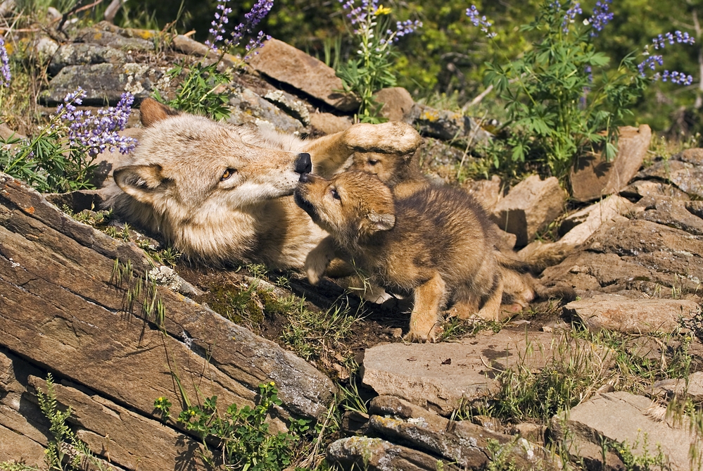 photo-of-wolf-cubs-with-mom