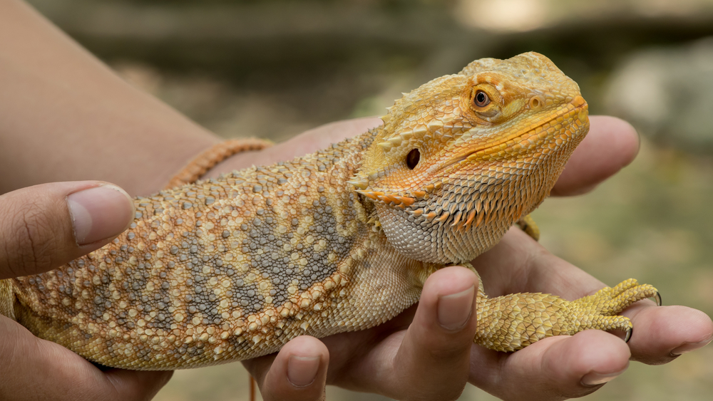 photograph-of-a-person-holding-a-bearded-dragon-lizard