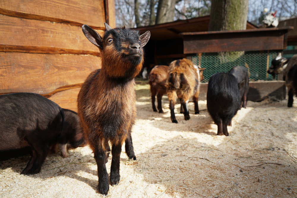 picture-of-a-cute-herd-of-goats-at-a-petting-zoo
