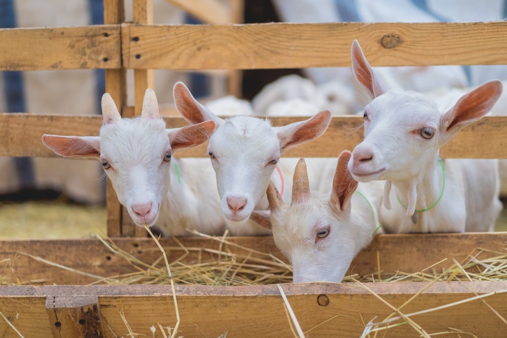 picture-of-white-goats-sticking-heads-out-of-wooden-fence-in-breda