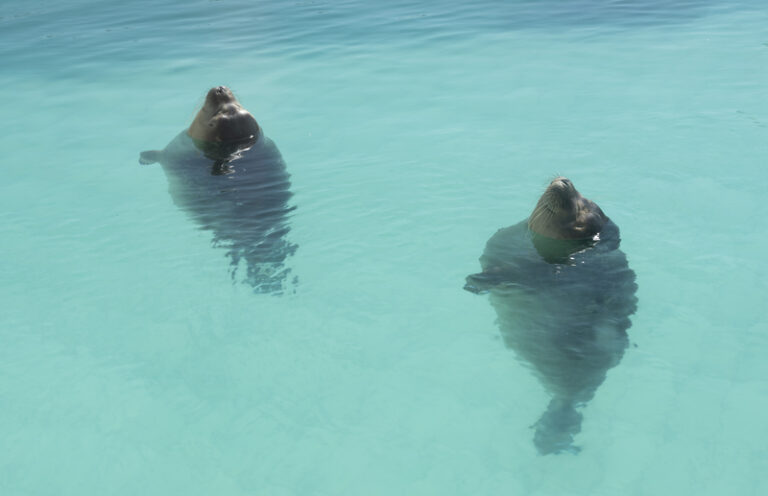 This Dutch seal shelter has gone viral in Japan, here’s why 