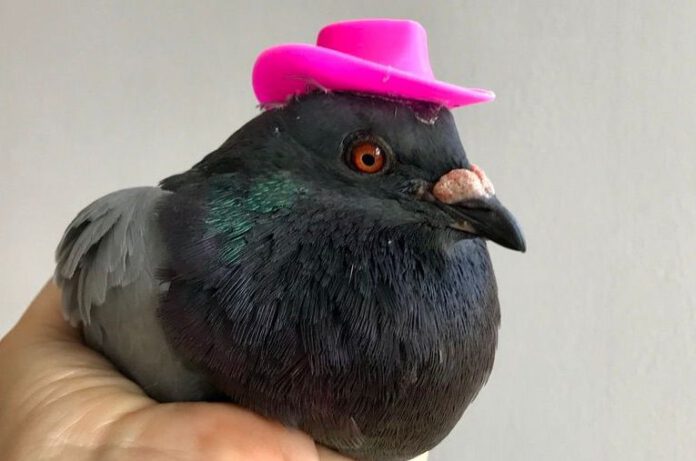 photo-of-pigeon-in-hand-with-pink-hat-glued-on