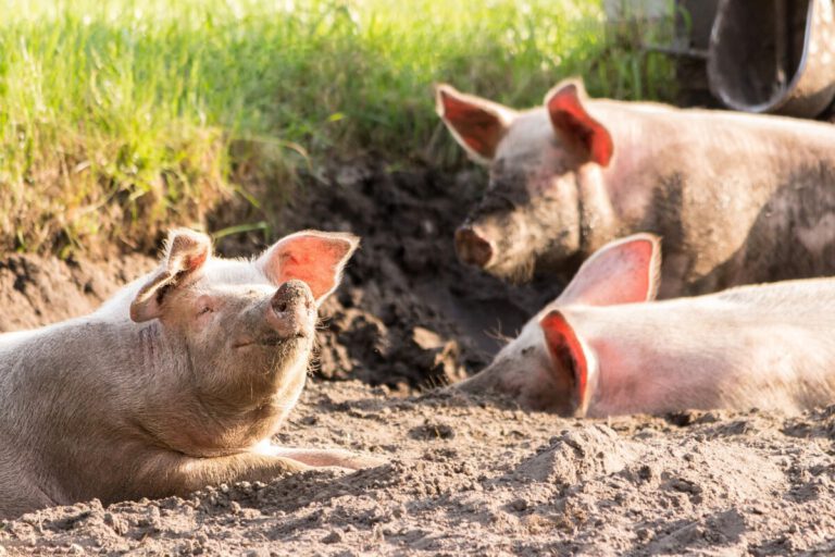 Brabant pigsty blaze leaves 1000 pigs dead
