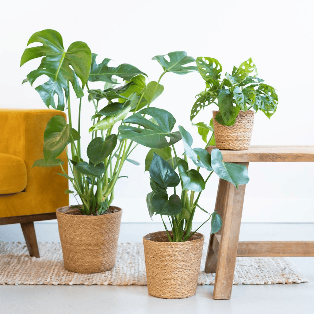 plantje-black-friday-sale-on-monstera-plants