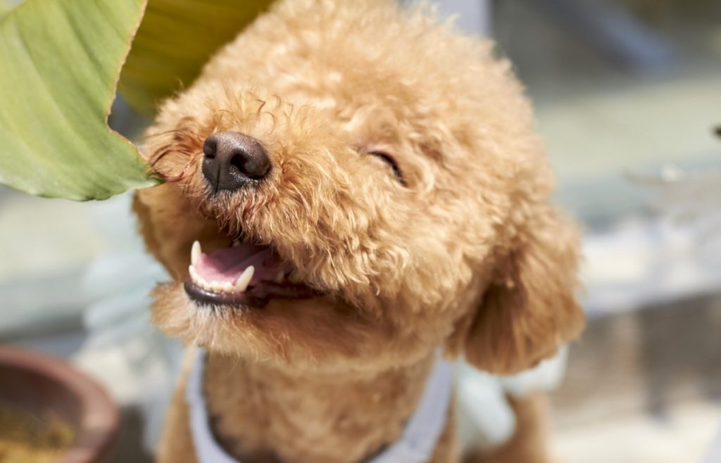 best dog breeds for Amsterdam 