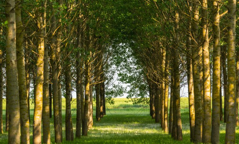 The Green Cathedral: a Dutch gem made entirely out of living trees