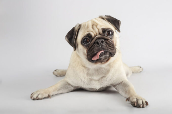 photo-of-pug-on-belly-with-tongue-out-looking-confused