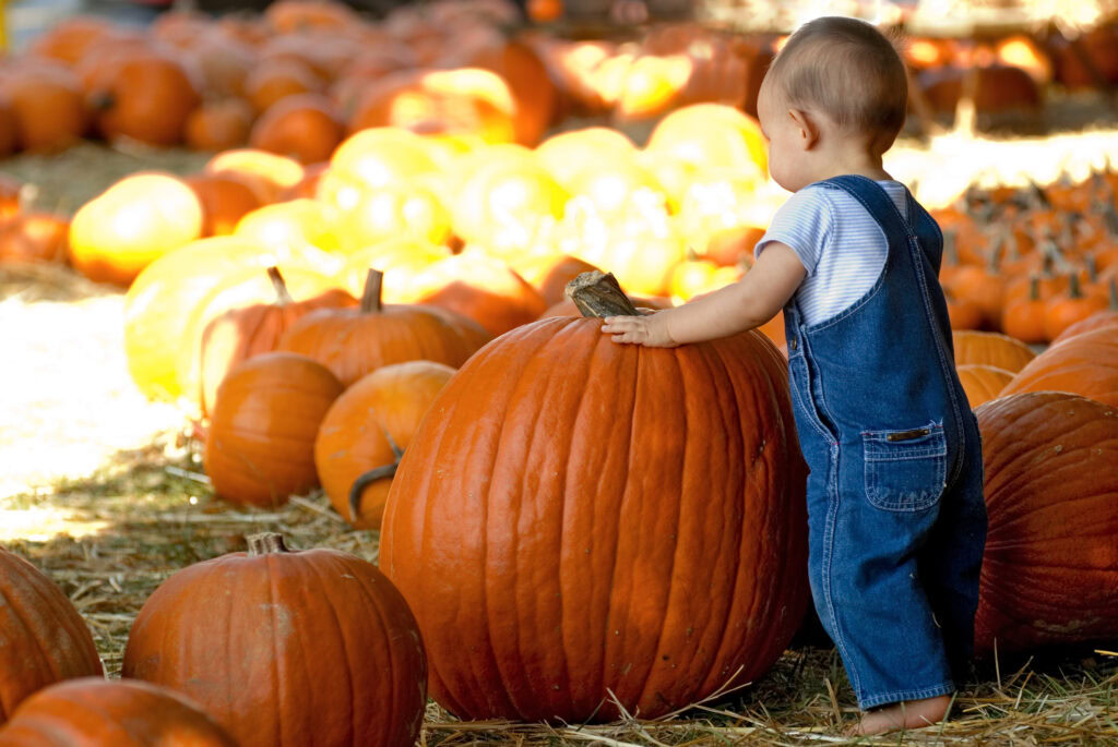 photo-of-child-playing-with-pumpkin-while-pumpkin-picking-netherlands