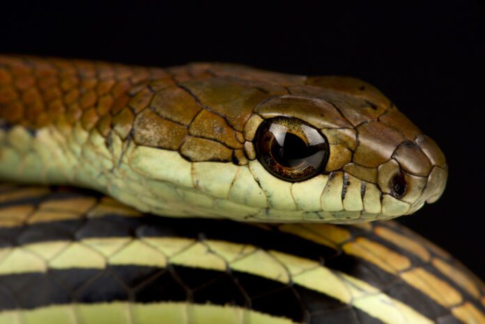 photo-of-rat-snake
