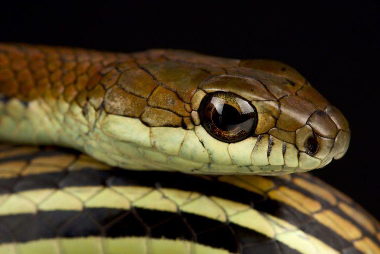 New fear unlocked: Dutch family finds TWO-METRE-LONG snake in their barbecue
