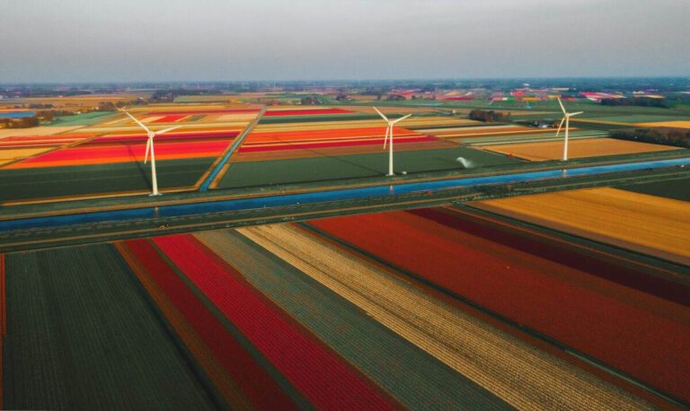 photo-of-a-dutch-tulip-field-with-wind-turbines