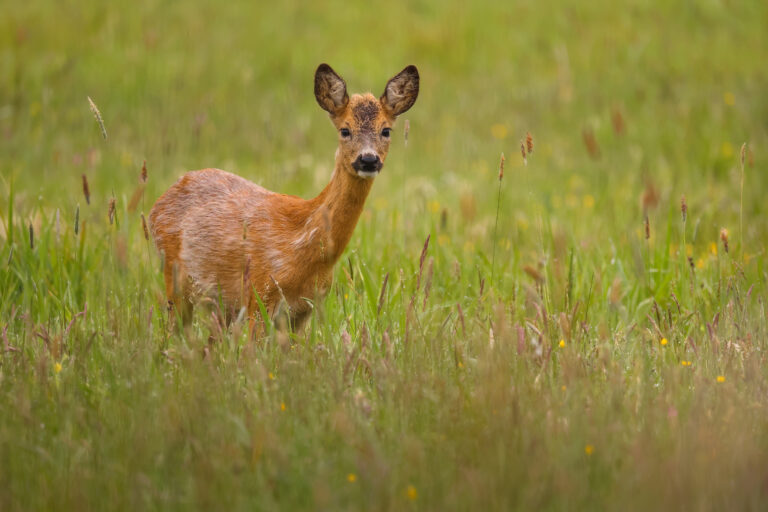 The Netherlands is getting rid of its deer farms after new breeding ban
