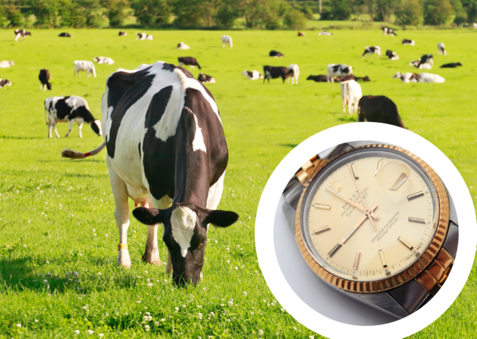 rolex-eaten-by-dutch-cow