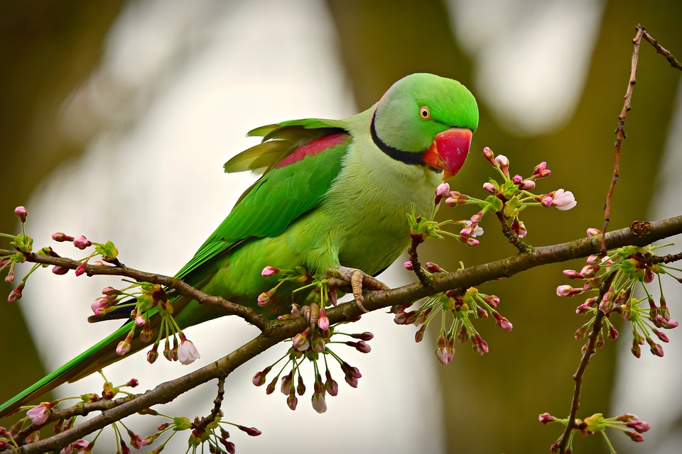 wildlife in the netherlands parakeet