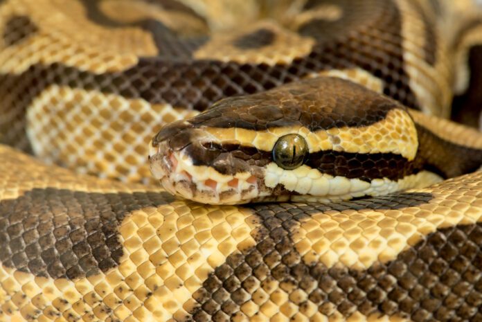 photo-of-royal-python-in-ball-looking-out