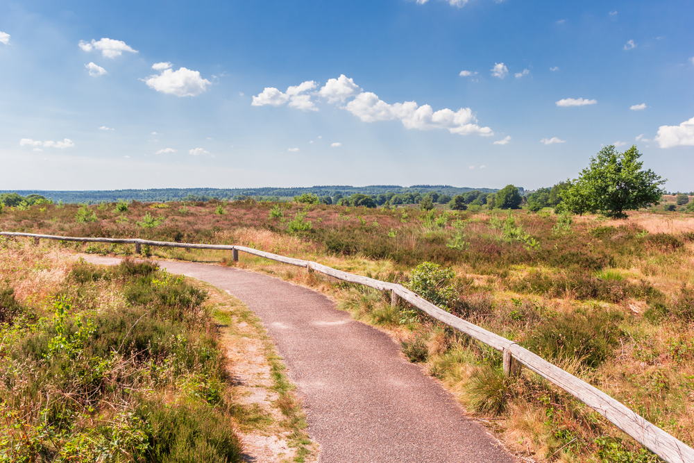 photo-of-walking-path-in-national-park-Sallandse-Heuvelrug-netherlands