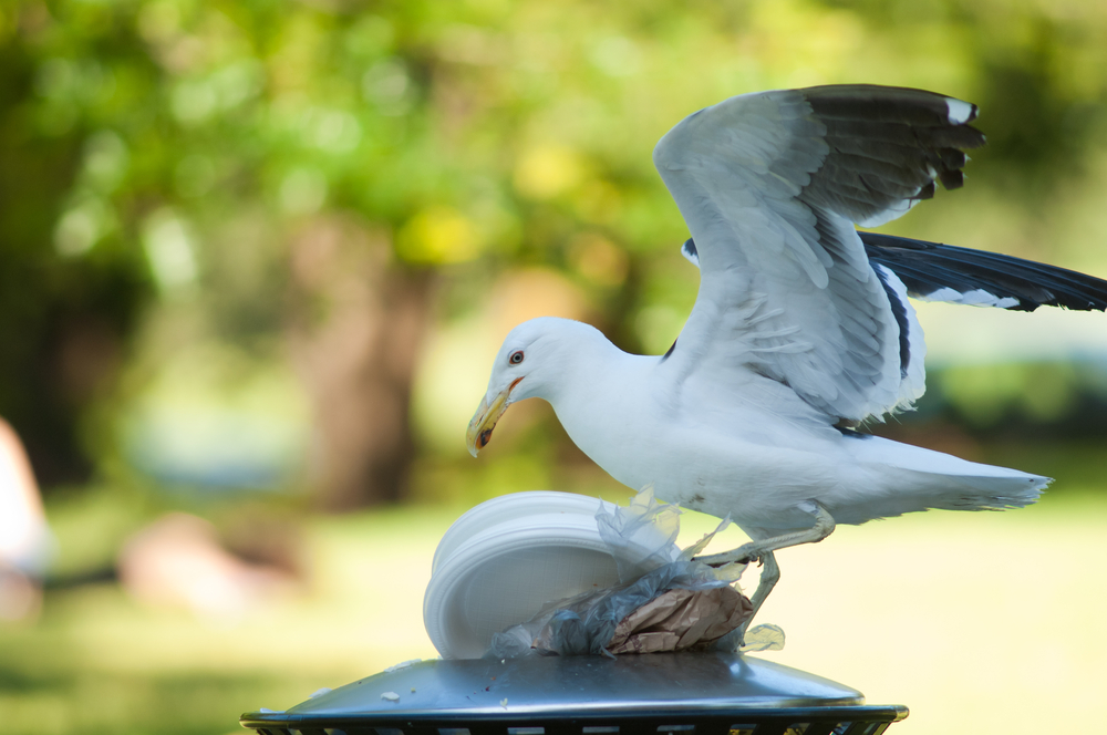 photo-seagull-pulling-trash-out-of-trash-can-in-the-netherlands