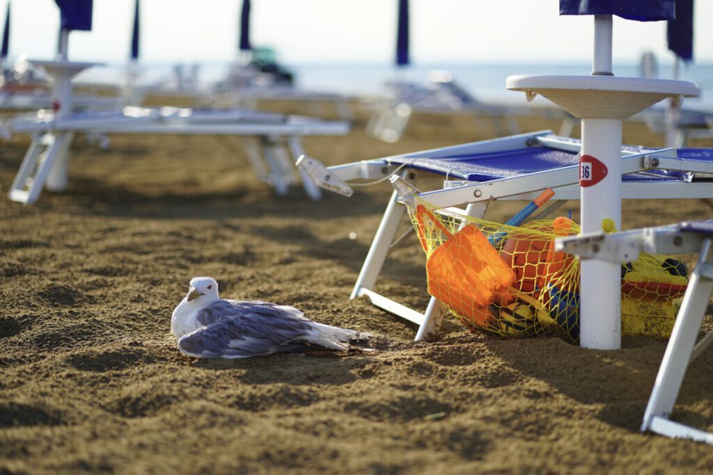 photo-of-seagull-on-dutch-beach