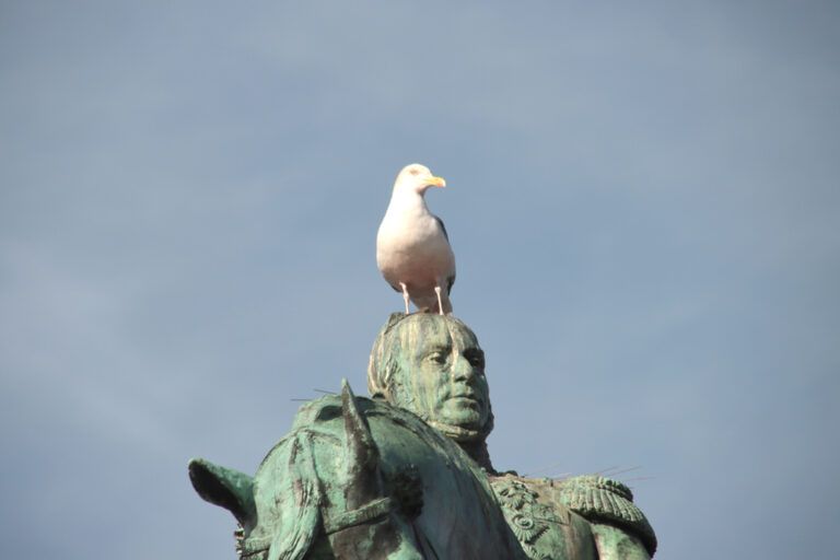 Seagulls in the Netherlands: villains, yet protected by law