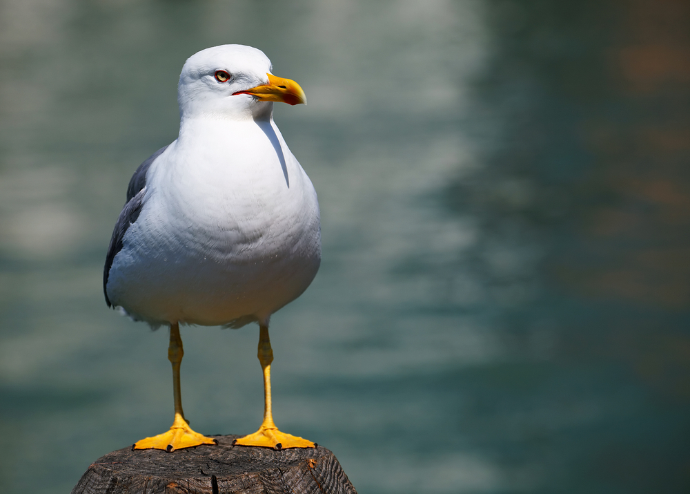 photo-seagull