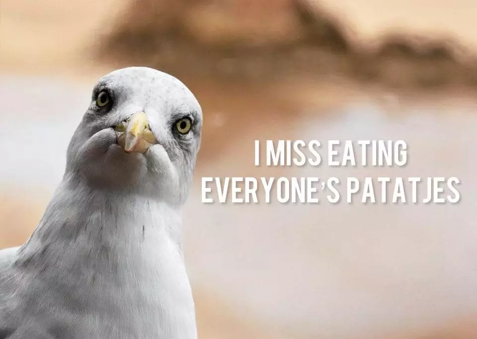 Meme-of-a-dutch-seagull