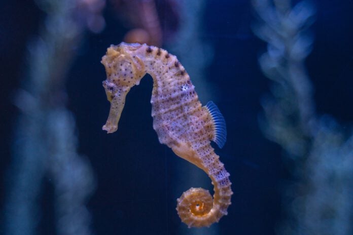Seahorse-swimming-in-an-aquarium