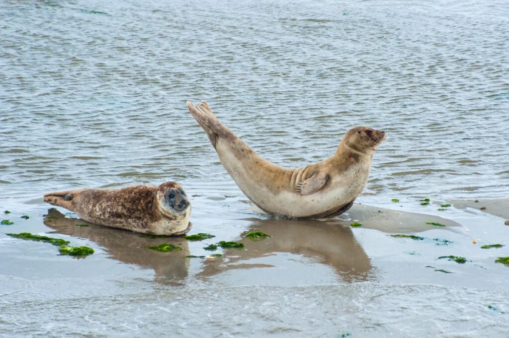Seals captured lying on the shores of Ameland in Northern Netherlands