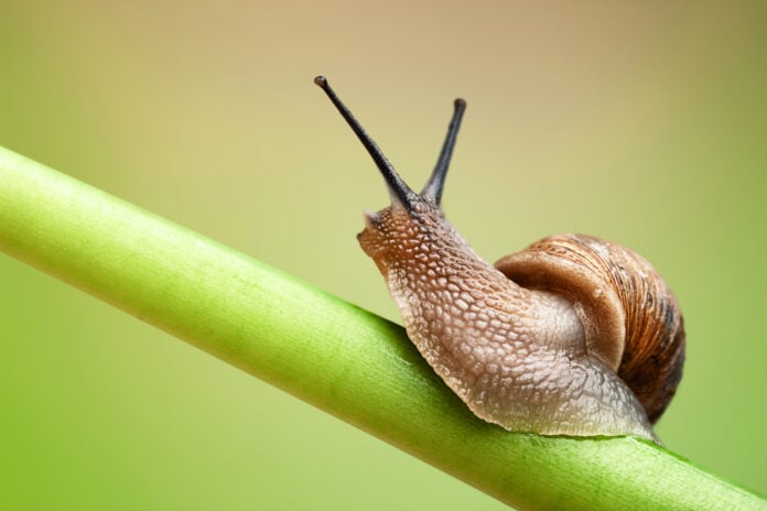 picture-of-a-snail-on-a-green-stem