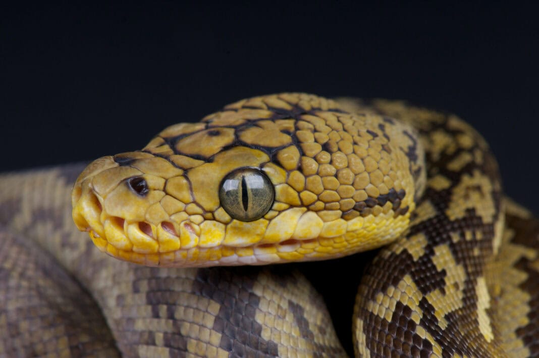 yellow-and-black-snake-close-up-shot