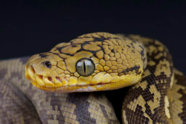 Gelderland man with 60 snakes told to leave his rental property