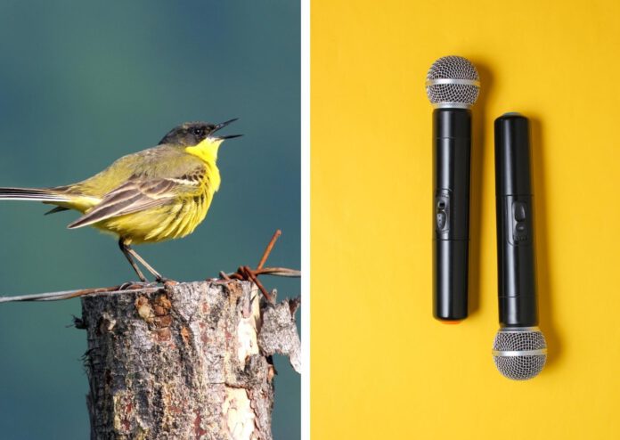 Split-image-with-yellow-songbird-and-two-microphones-on-yellow-background