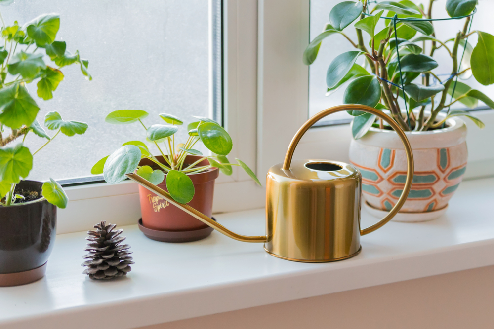 three-plants-on-a-windowsill-with-a-gold-watering-can