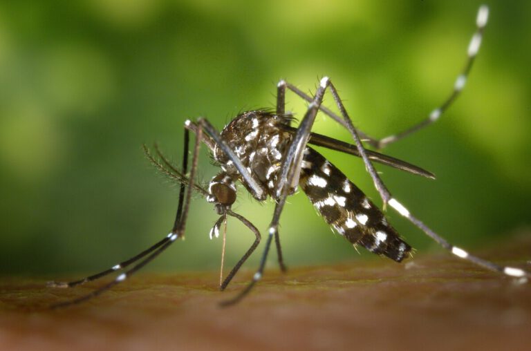 Buzz off: mosquito wave due just as the Netherlands relaxes coronavirus rules