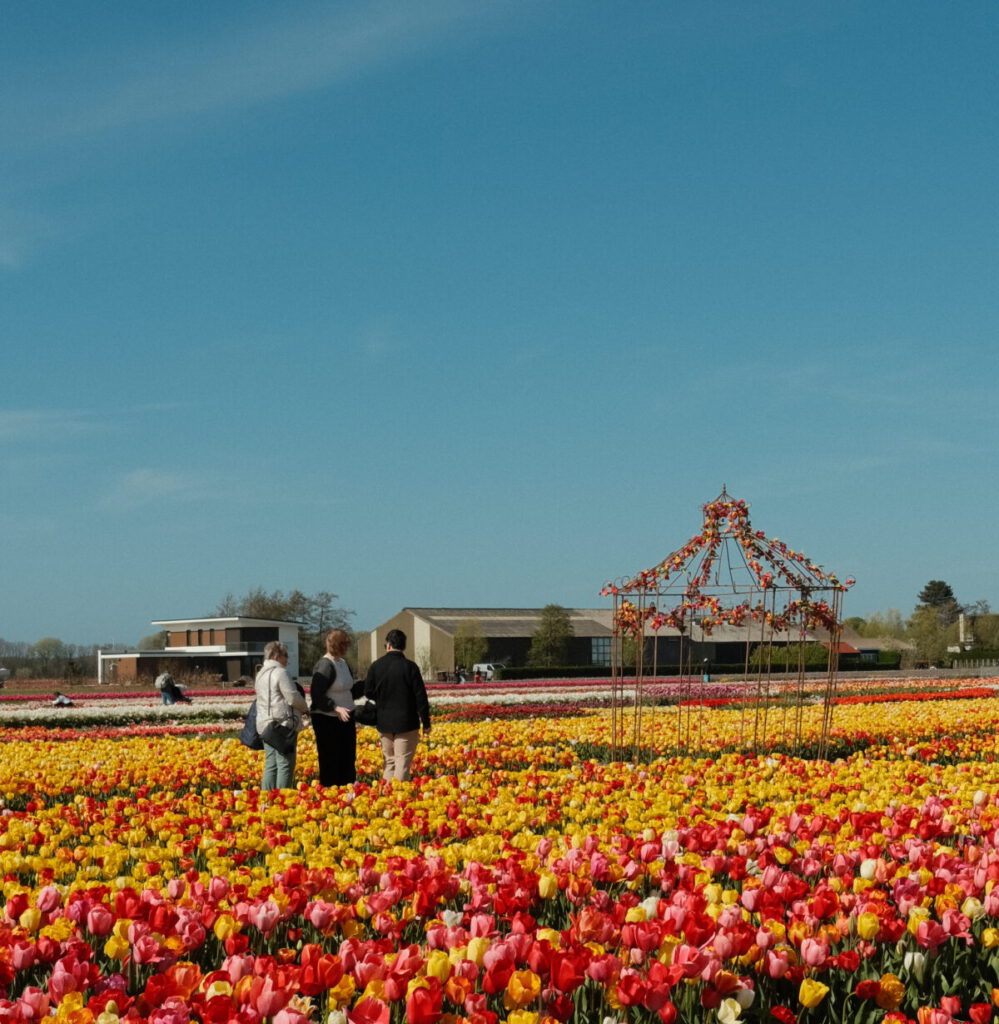 experiência-tulipa-variedades-de-flores-nos-campos