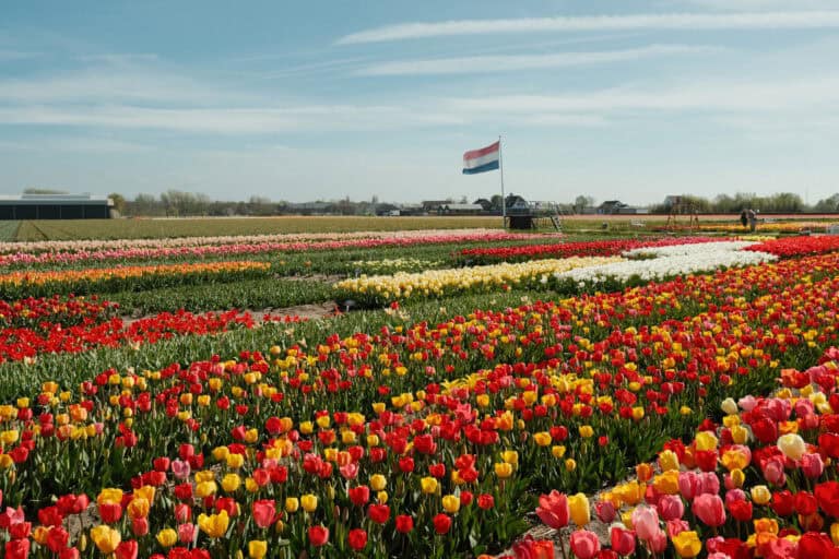 We spent a glorious afternoon at Tulip Experience Amsterdam: here’s why you should, too