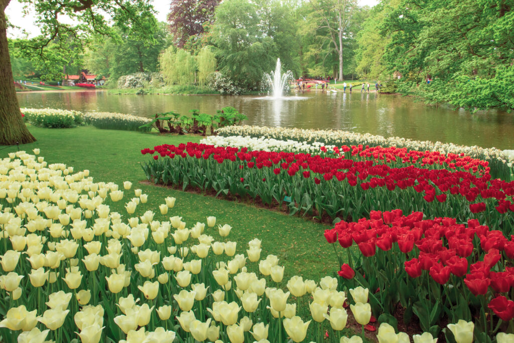 tulip-field-in-Keukenhof-gardens-lisse-netherlands