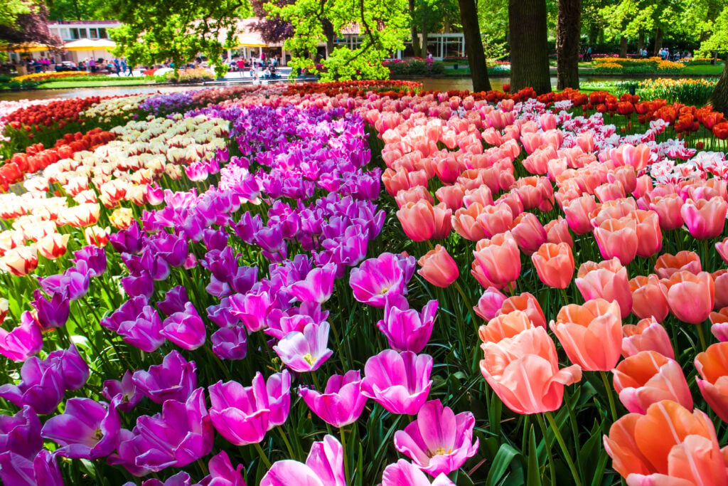 beautiful-tulip-season-in-Amsterdam-keukenhof-gardens