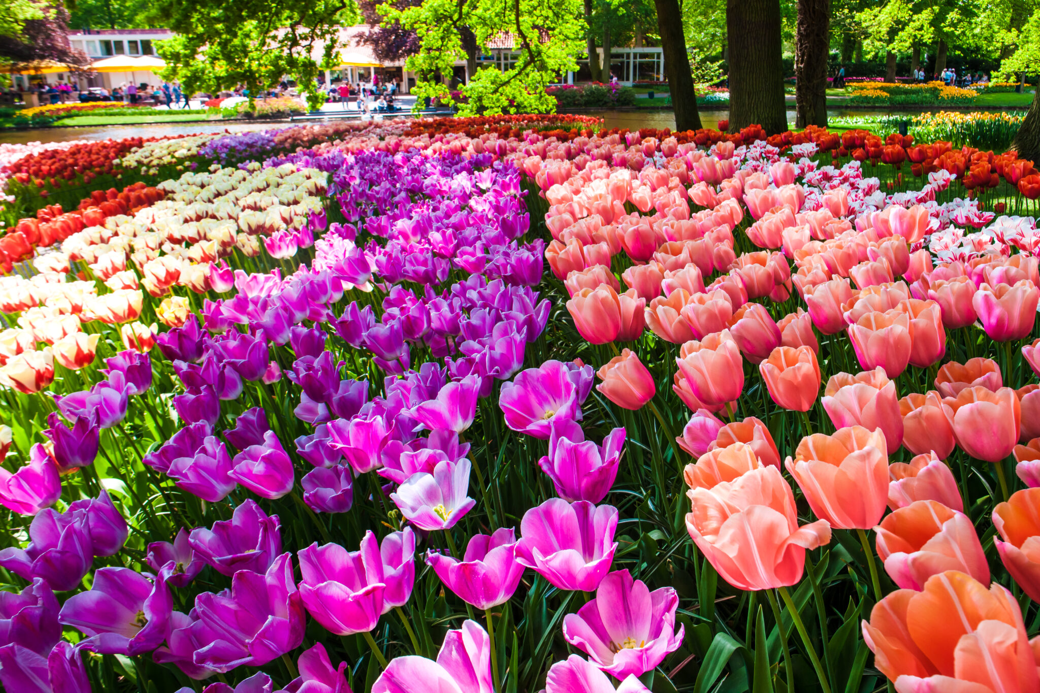 Dutch tulip season where to see the best tulip fields in the Netherlands in 2024