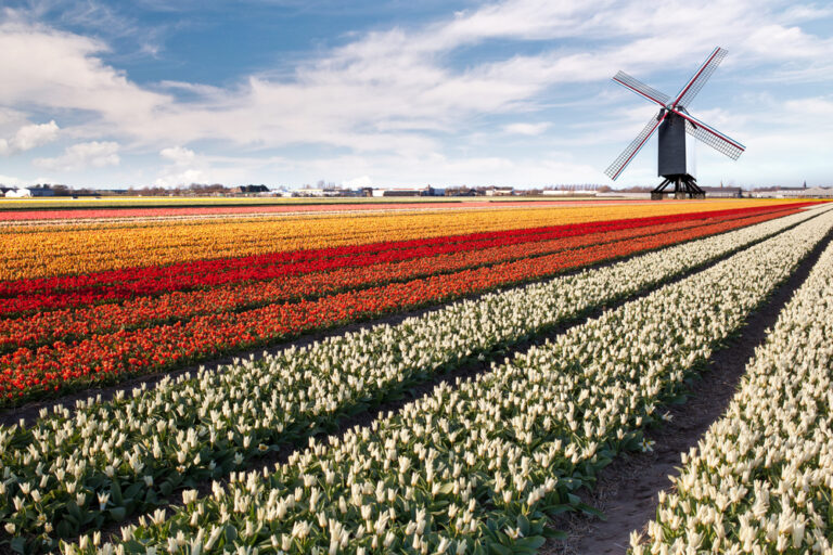 Windmill-on-a-field-of-tulips-in-the-Netherlands