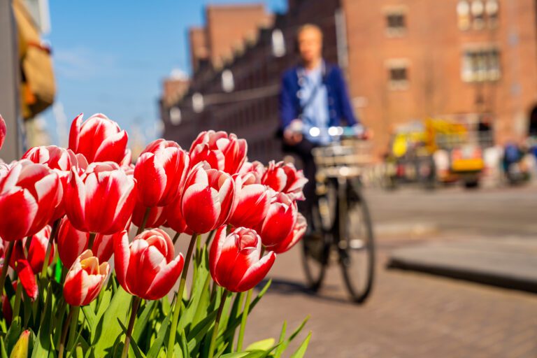 tulips-in-the-netherlands-with-close-up-shot-with-someone-riding-a-bicycle-in-the-background