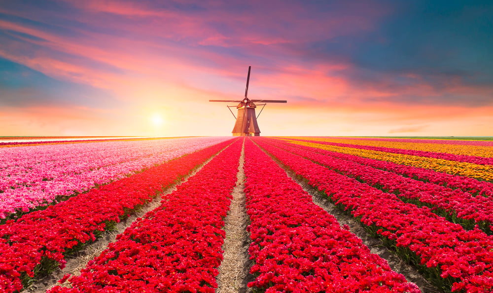 5 places to visit in the Netherlands for flower lovers DutchReview