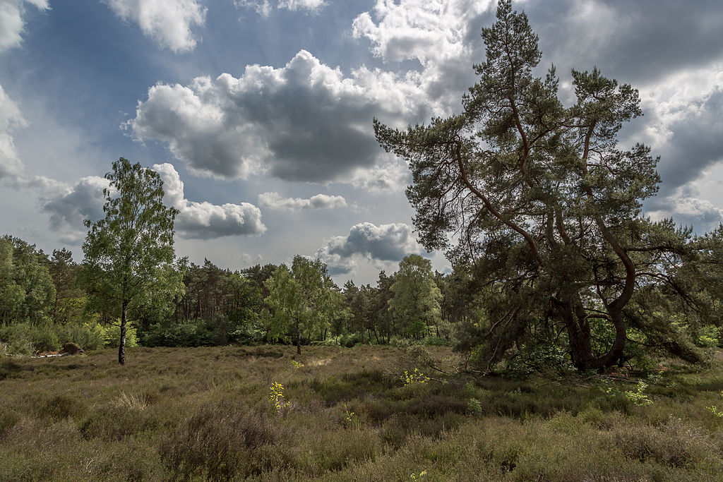 raw-nature-utrechtse-heuvelrug-nature-reserve-forest-netherlands