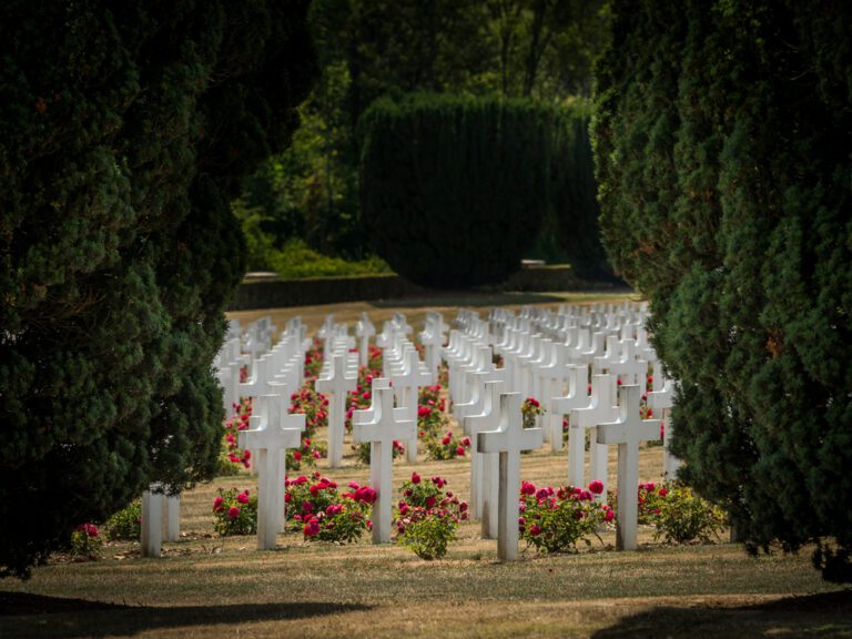Dutch tourist dies from wasp sting while visiting WWI battlefield