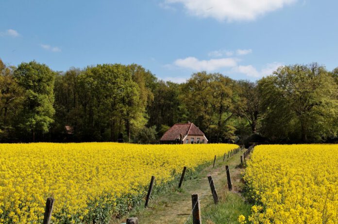 sunny-blue-sky-over-ducth-farm-house-in-yellow-flower-field-on-countryside