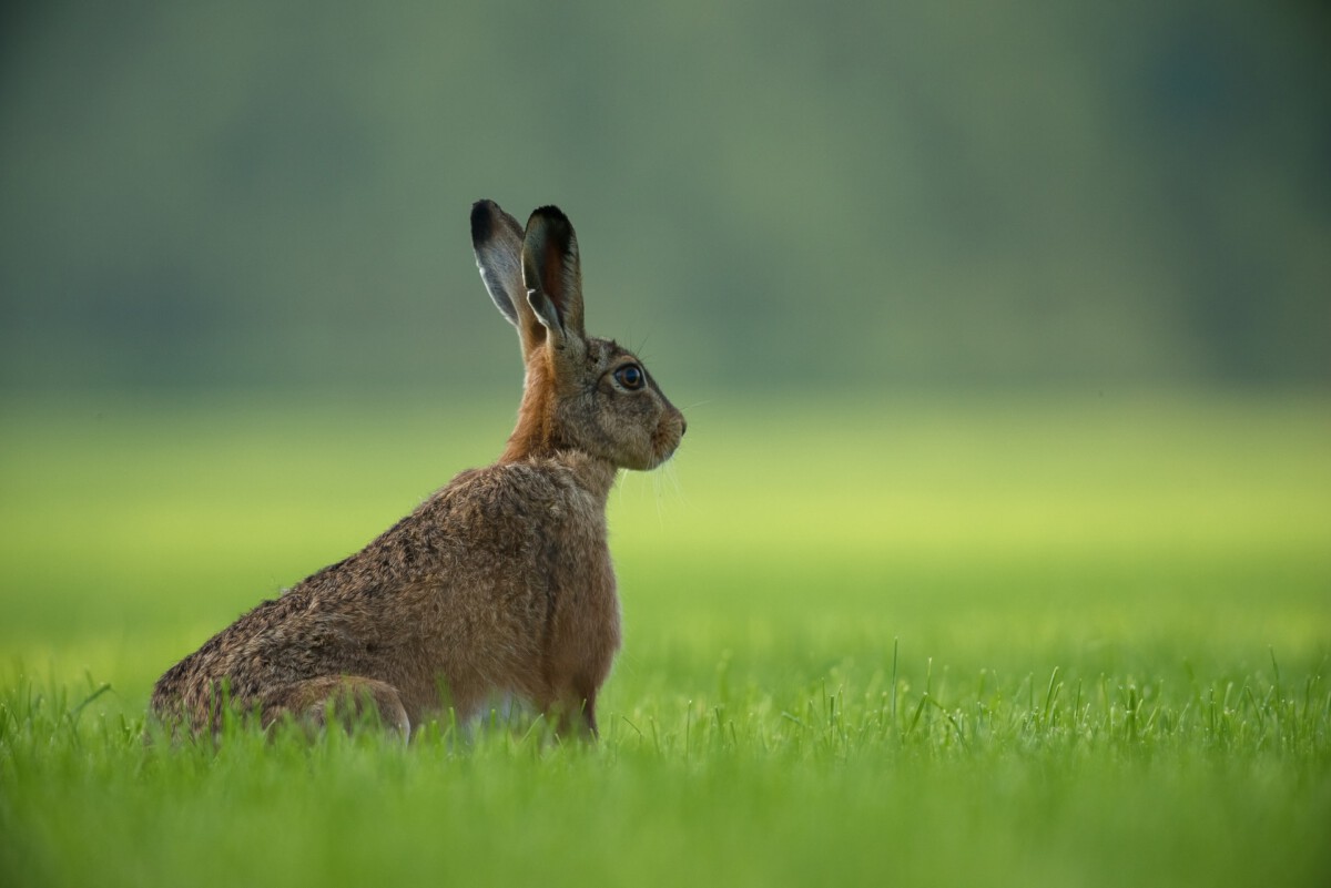 Photo-of-hare-the-Netherlands