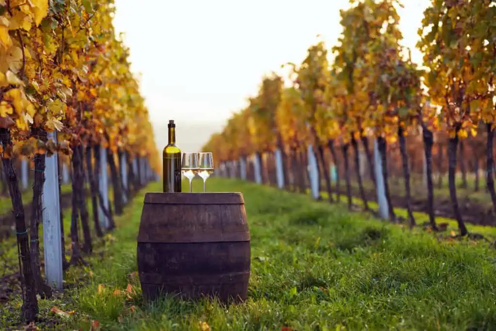 vinyard-in-the-achterhoek-with-two-wine-glasses-on-a-barrell