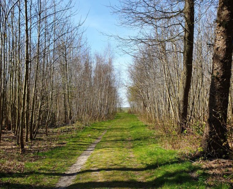 photo-of-a-forest-in-winter-with-no-leaves-on-the-trees