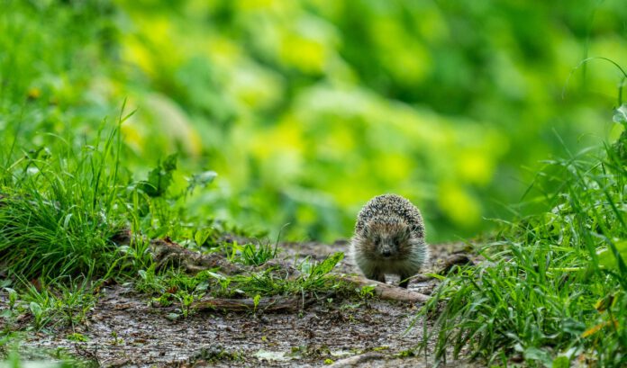 Small-hedgehog-walks-on-forest-floor